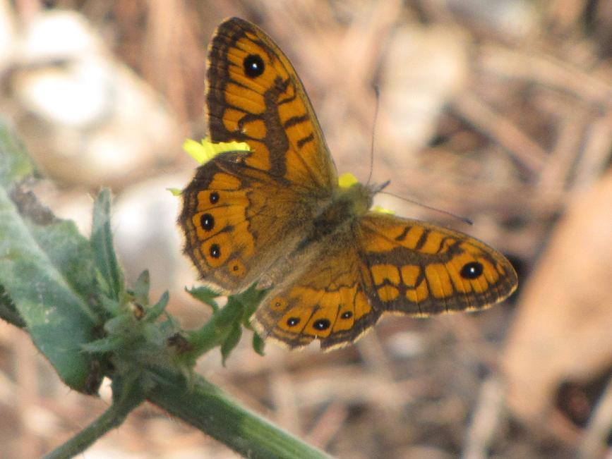 Farfalla - Lasiommata megera (maschio)